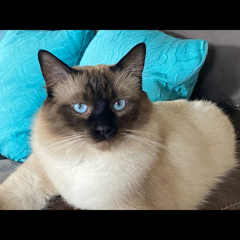 Meet your Posher, Eva